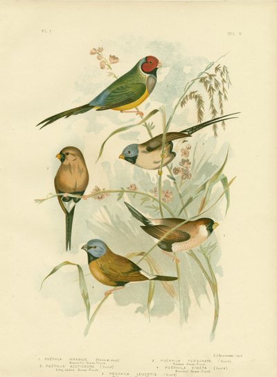Beautiful Grass-Finch by Gracius Broinowski